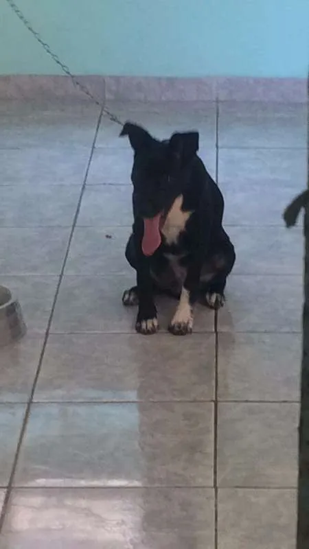Cachorro ra a SRD idade 2 a 6 meses nome Jhow