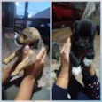Cris , sheva