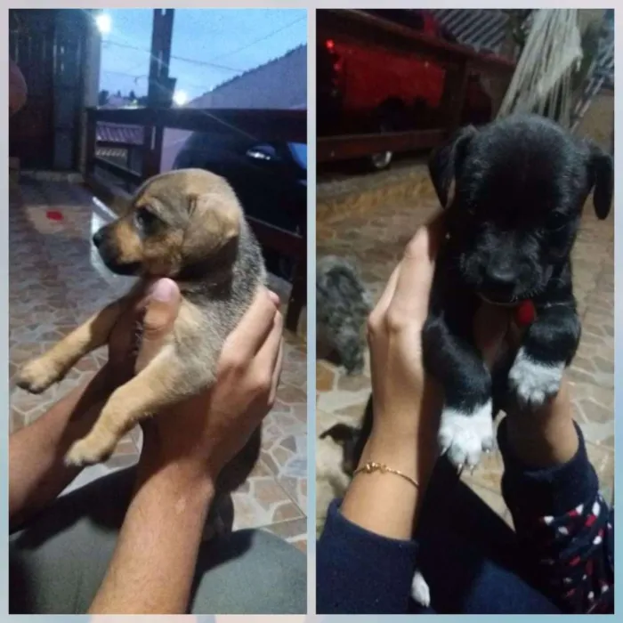 Cachorro ra a Indefinida idade Abaixo de 2 meses nome Cris , sheva