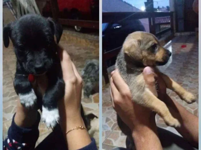 Cachorro ra a Indefinida idade Abaixo de 2 meses nome Cris , sheva