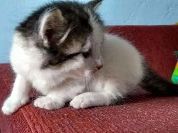 Gato ra a NÃO DEFINIDA idade 2 a 6 meses nome Nome indefinido