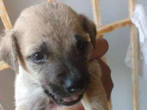 Cachorro raça Vira lata idade Abaixo de 2 meses nome Elas nao tem nome ainda