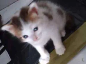 Gato raça Sem raça definida idade 2 a 6 meses nome Sem nome definido