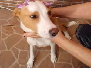 Cachorro raça SRD idade 7 a 11 meses nome Lola