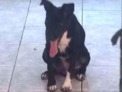 Cachorro ra a SRD idade 2 a 6 meses nome Jhow