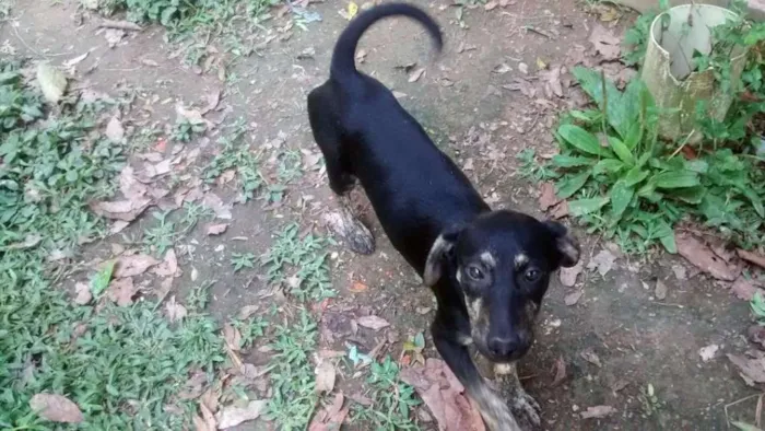 Cachorro ra a msrd idade 2 a 6 meses nome JONY