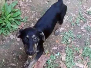 Cachorro raça msrd idade 2 a 6 meses nome JONY