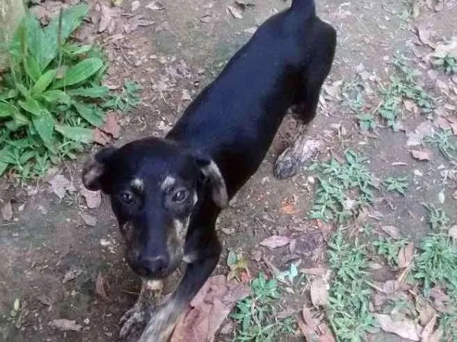 Cachorro ra a msrd idade 2 a 6 meses nome JONY