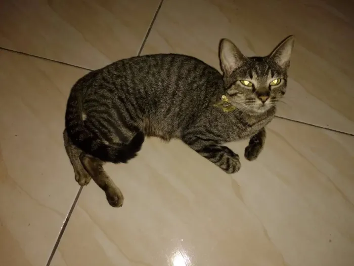 Gato ra a sem raça definida idade 1 ano nome Luiza