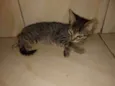 Pedro