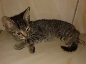 Gato raça Sem raça definida idade 2 a 6 meses nome Pedro