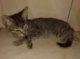 Pedro