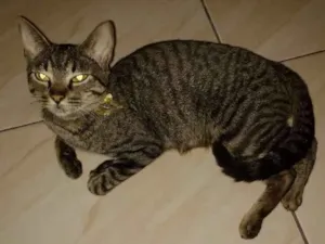 Gato raça sem raça definida idade 1 ano nome Luiza