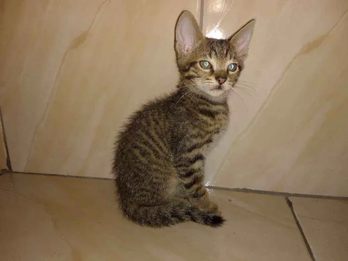 Gato ra a Sem raça definida idade 2 a 6 meses nome Antoni