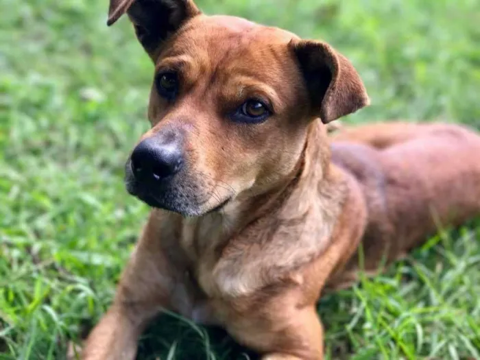 Cachorro ra a SRD mix de Pit idade 2 anos nome Dalila