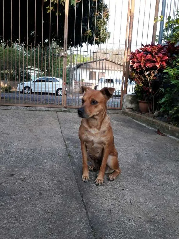Cachorro ra a SRD mix de Pit idade 2 anos nome Dalila