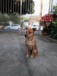 Dalila