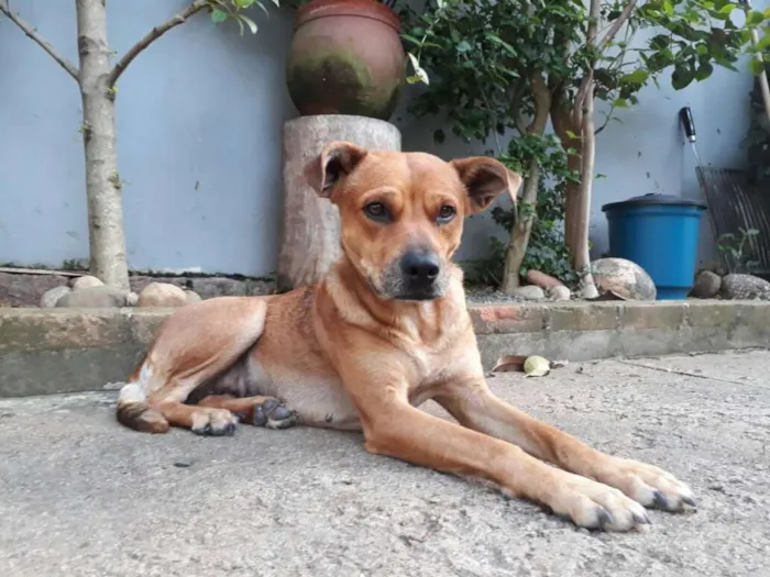 Cachorro ra a SRD mix de Pit idade 2 anos nome Dalila