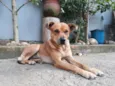 Dalila
