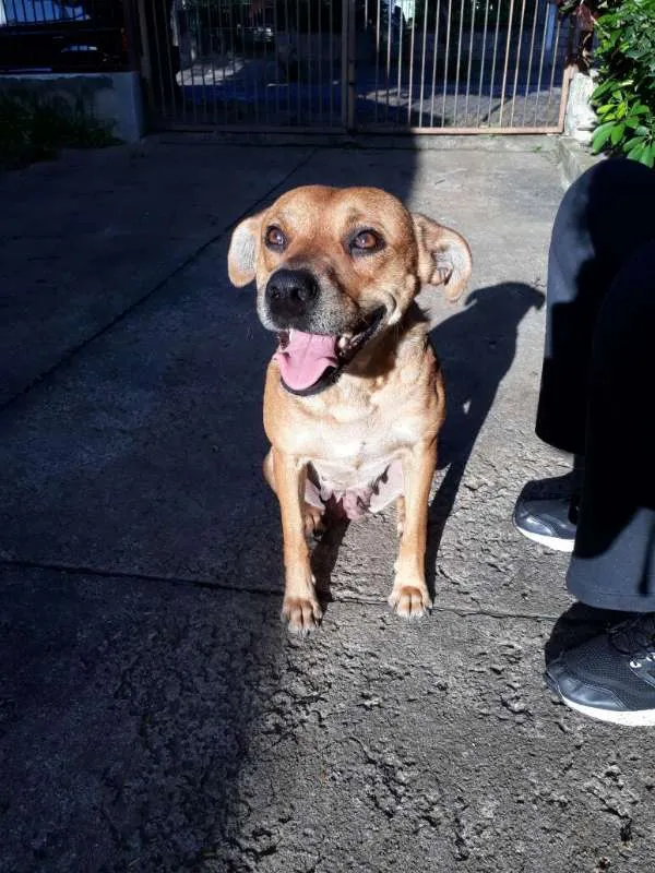 Cachorro ra a SRD mix de Pit idade 2 anos nome Dalila