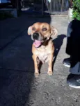 Dalila