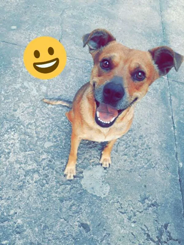 Cachorro ra a SRD mix de Pit idade 2 anos nome Dalila