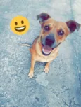 Dalila
