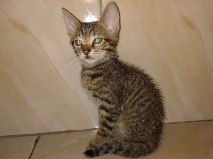 Gato ra a Sem raça definida idade 2 a 6 meses nome Antoni
