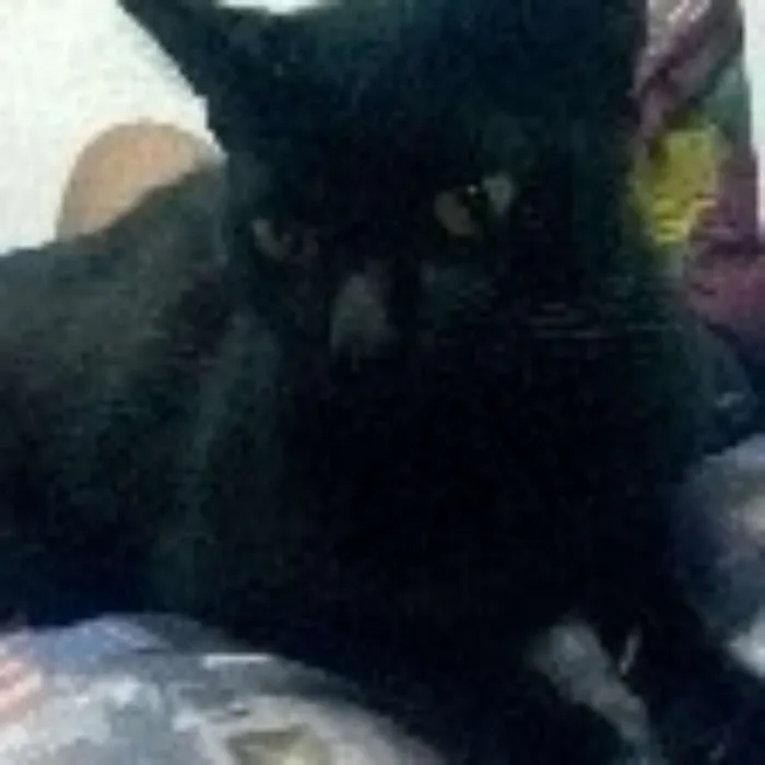 Gato ra a  idade 2 anos nome Luna
