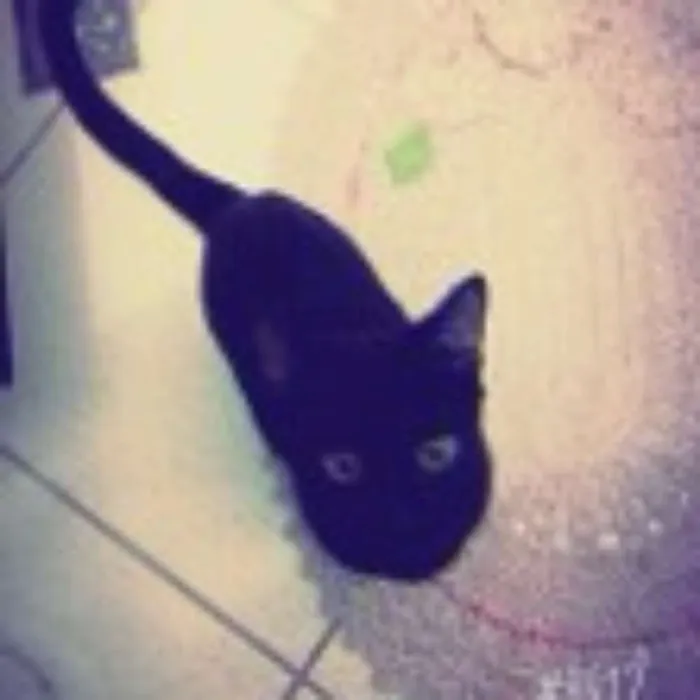 Gato ra a  idade 2 anos nome Luna