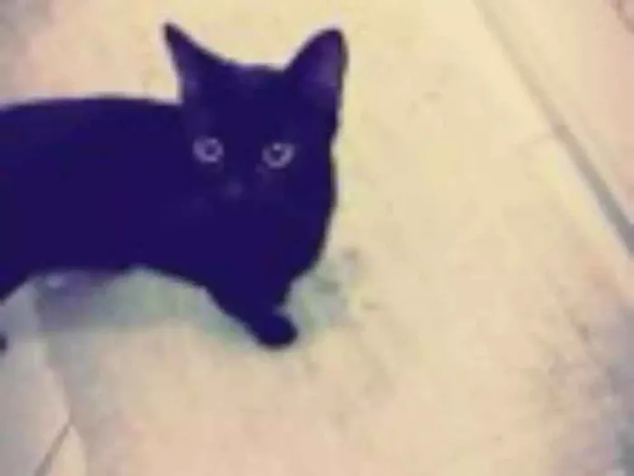 Gato ra a  idade 2 anos nome Luna