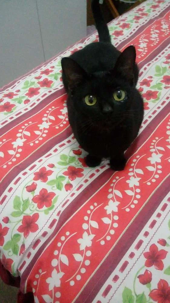 Gato ra a  idade 2 anos nome Luna