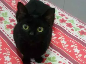 Gato raça  idade 2 anos nome Luna