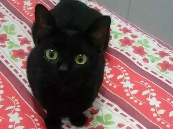 Gato ra a  idade 2 anos nome Luna