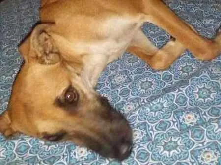 Cachorro ra a VIRA LATA idade 1 ano nome NINA