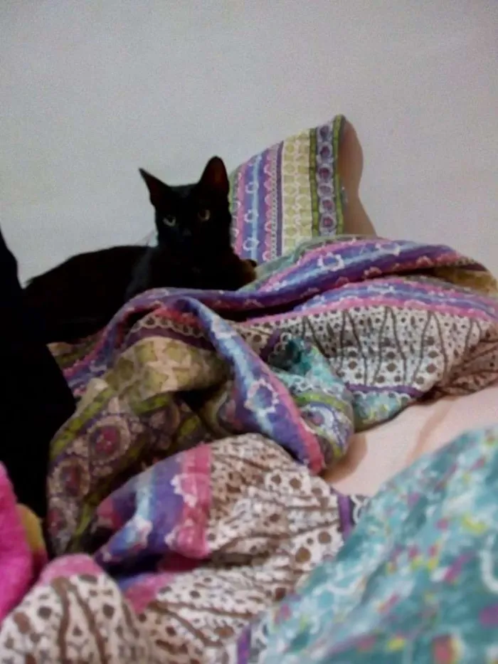 Gato ra a SRD idade 1 ano nome Benguela 