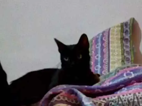 Gato ra a SRD idade 1 ano nome Benguela 