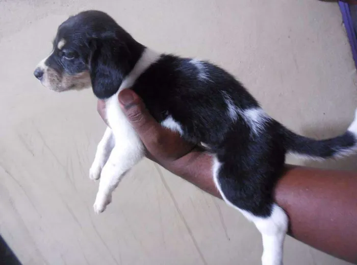 Cachorro raça NTRD idade Abaixo de 2 meses nome NÃO TEM 