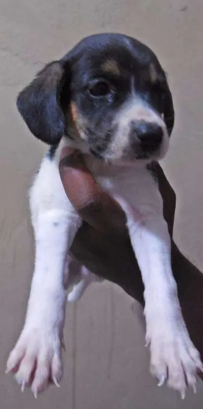 Cachorro raça NTRD idade Abaixo de 2 meses nome NÃO TEM 