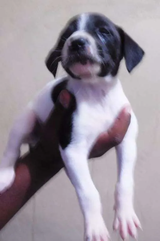 Cachorro raça NTRD idade Abaixo de 2 meses nome NÃO TEM 