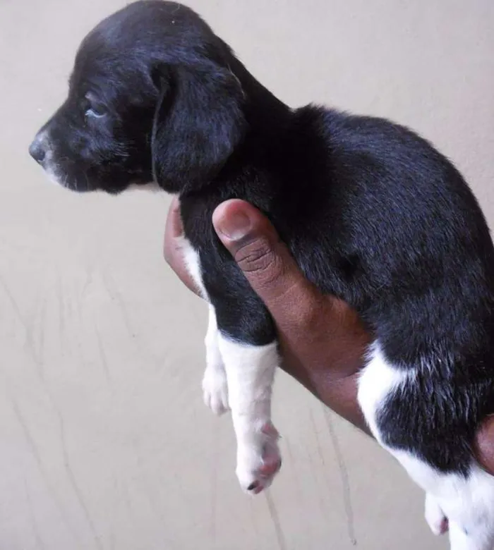 Cachorro raça NTRD idade Abaixo de 2 meses nome NÃO TEM 