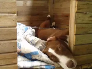 Cachorro raça RND idade  nome Luna
