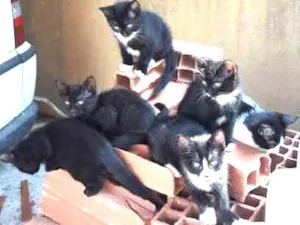 Gato raça srd idade 2 a 6 meses nome cats