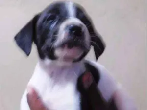 Cachorro raça NTRD idade Abaixo de 2 meses nome NÃO TEM 