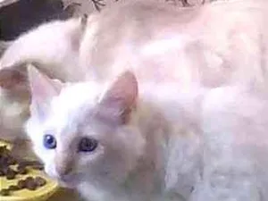 Gato raça Não Definida idade 2 a 6 meses nome Baby