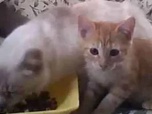 Gato raça Não Definida idade 2 a 6 meses nome Mel