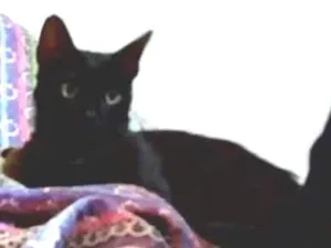 Gato raça SRD idade 1 ano nome Benguela 