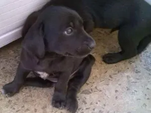 Cachorro raça  idade Abaixo de 2 meses nome Princesa