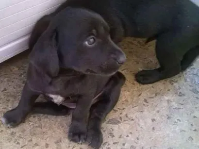 Cachorro raça  idade Abaixo de 2 meses nome Princesa