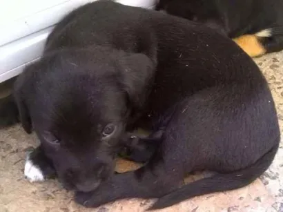 Cachorro raça  idade Abaixo de 2 meses nome roliço